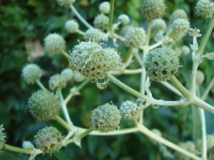 reflexiones frente a una planta