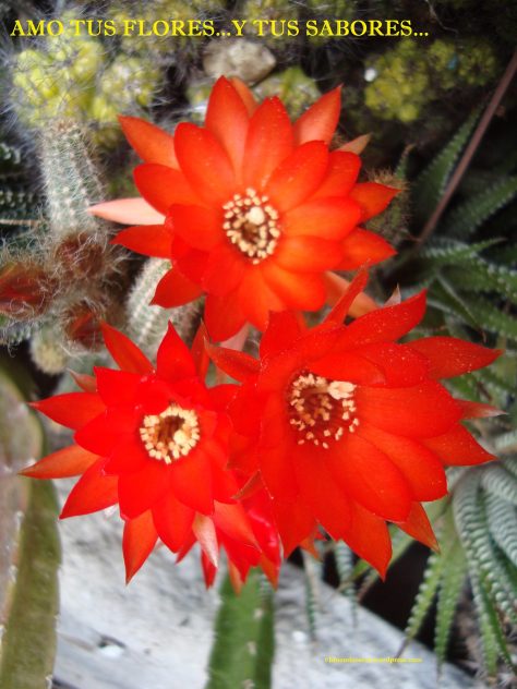 amo-tus-flores-y-tus-sabores-3