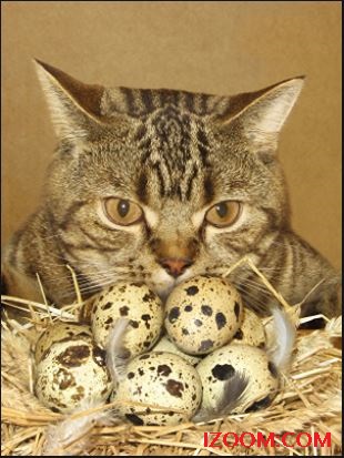 gato con huevos